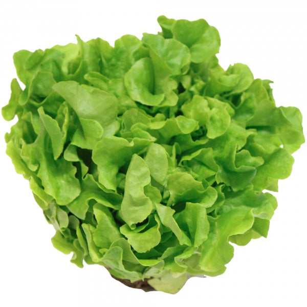 SAŁATA LIŚĆ DĘBU Z BRYŁĄ POLSKA 1 SZT