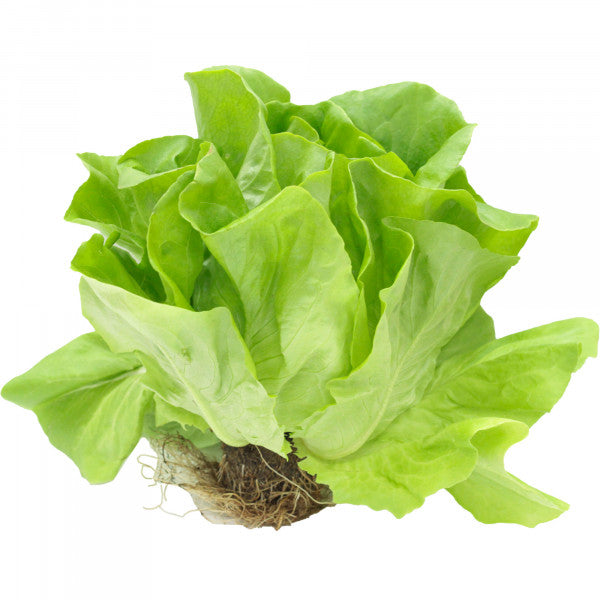 Sałata masłowa z bryłą korzeniową Polska