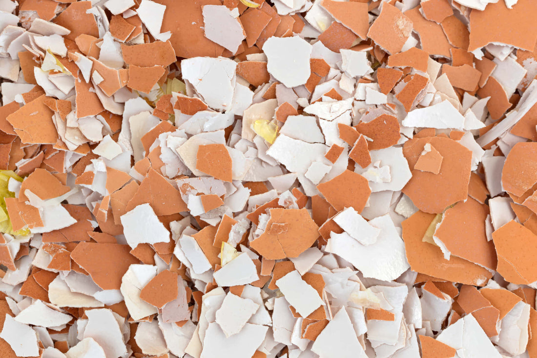 Skorupki Jaj: Naturalny Recykling w Ogrodzie i Domu