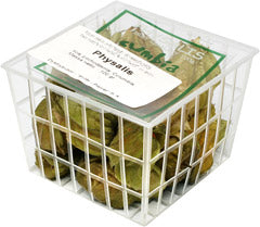 Physalis 100g Kolumbia